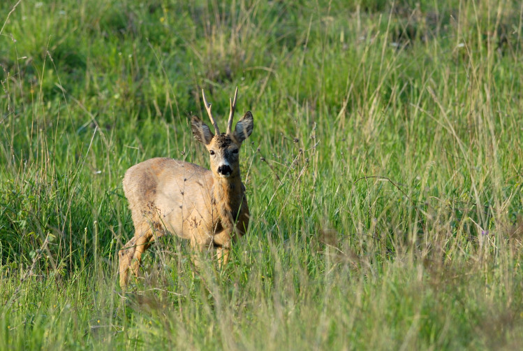 Il Capriolo